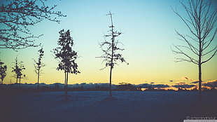 five trees, trees, landscape, dead trees