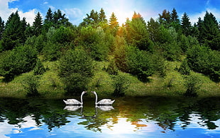Swans,  Birds,  Couple,  River HD wallpaper