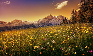 yellow flower field near mountains HD wallpaper