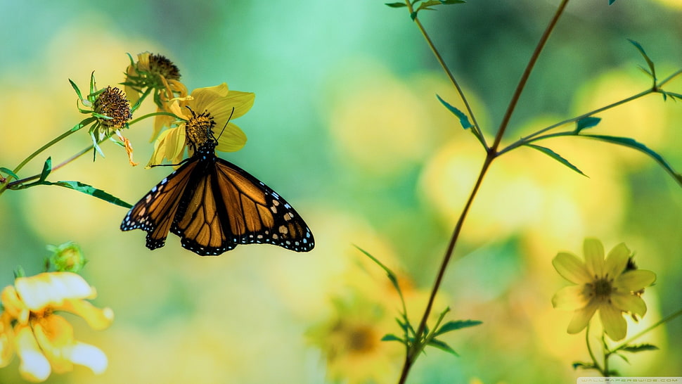 moth butterfly, nature, butterfly, flowers, insect HD wallpaper