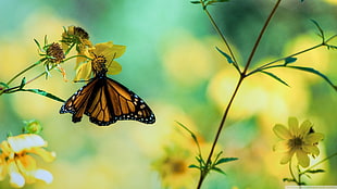 moth butterfly, nature, butterfly, flowers, insect HD wallpaper