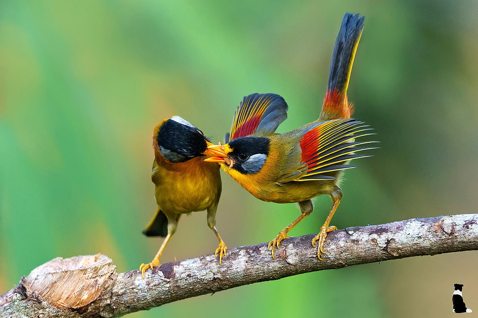 wildlife photography of two short-beak birds perching on tree HD wallpaper