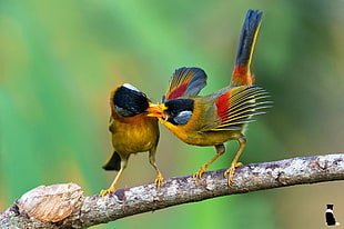 wildlife photography of two short-beak birds perching on tree