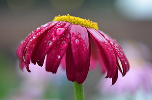 close up photography of pink Coneflower flower