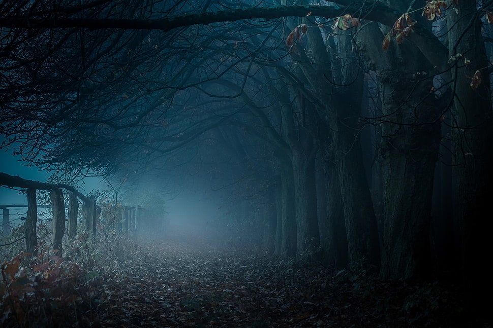 dark pathway with dead trees and fog HD wallpaper