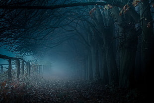 dark pathway with dead trees and fog
