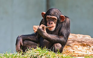 black primate sitting on wood log
