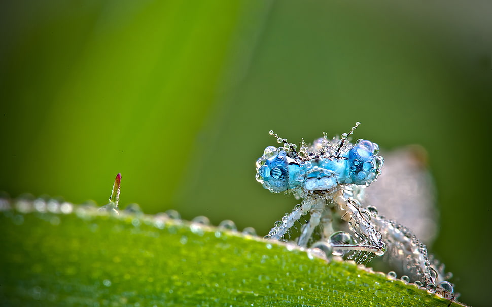 macro shot photography of blue eyed insect on green leaf plant HD wallpaper