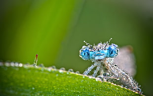 macro shot photography of blue eyed insect on green leaf plant