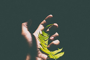 green leaf plant, Fern, Leaf, Hand