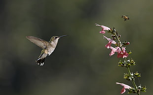 brown hummingbird near pink flower