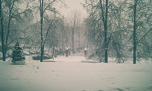 withered trees, nature, winter, city, snow