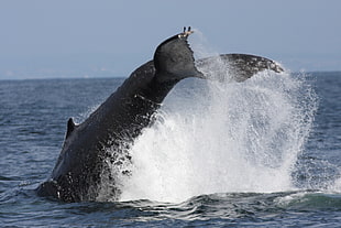 gray whala diving on body of  water photography, humpback, whale, fluke