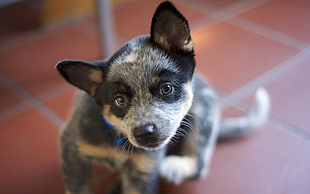 black and white short-coated puppy, dog, animals, Australian HD wallpaper
