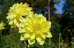photography of yellow flower during daytime