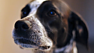 close up photo of black and white dog