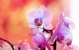 boke shot of purple orchid