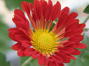 selective focus of Gerbera flower, chrysanthemum