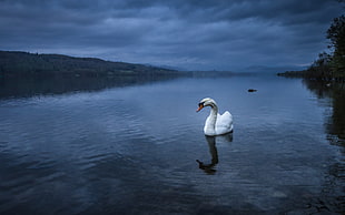 white swan in lake HD wallpaper