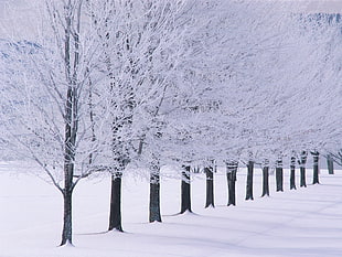 photo of bare trees inline covered with snow