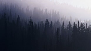 pine tree silhouette HD wallpaper