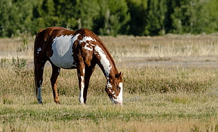 brown and whie horse eating grass