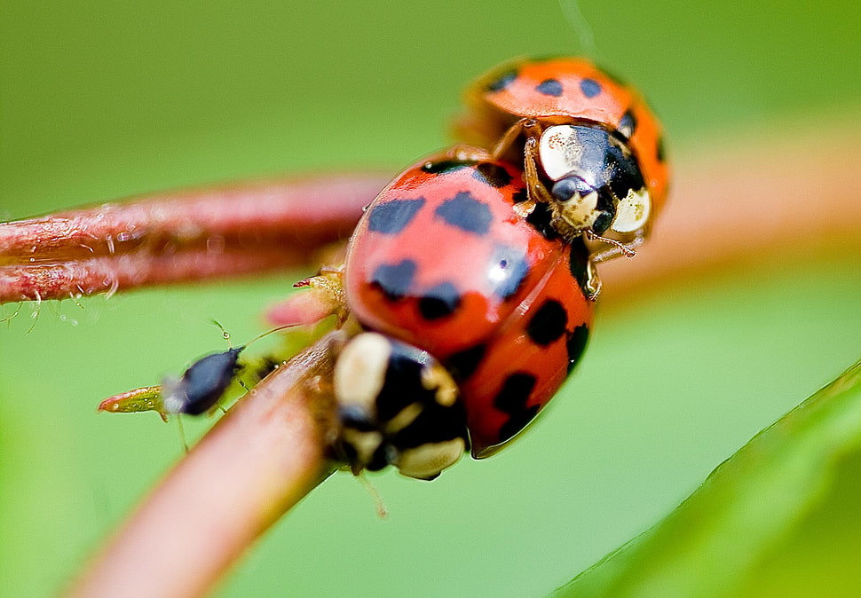 micro photograph of two ladybugs HD wallpaper