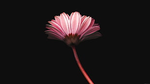 pink petaled flower, Pink flower, minimalism