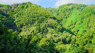 green tree mountain, Hawaii, Maui, tropical forest, tropics HD wallpaper