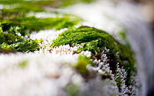 Close-up,  Grass,  Snow,  Green HD wallpaper