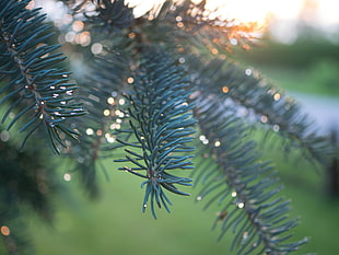 close up focus photo of a green Pine Tree leaves at sunset