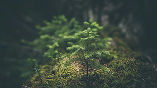 selective focus photography of green leaf plant on wood log