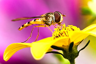 macro-photography of dragon fly on yellow petaled flower