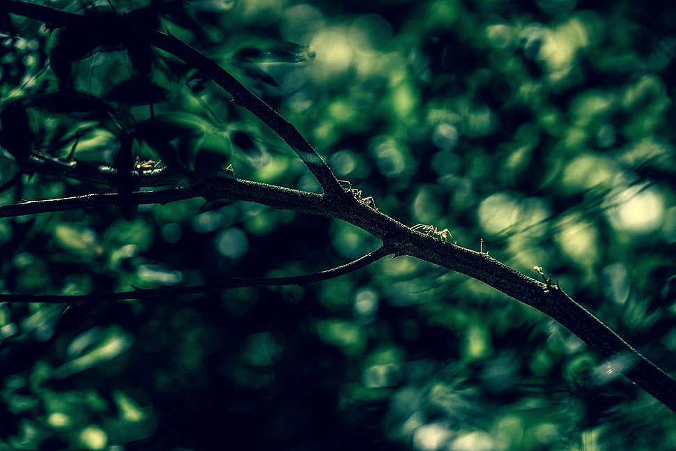 selective photography of ants crawling on twigs, nature, ants, branch, depth of field HD wallpaper