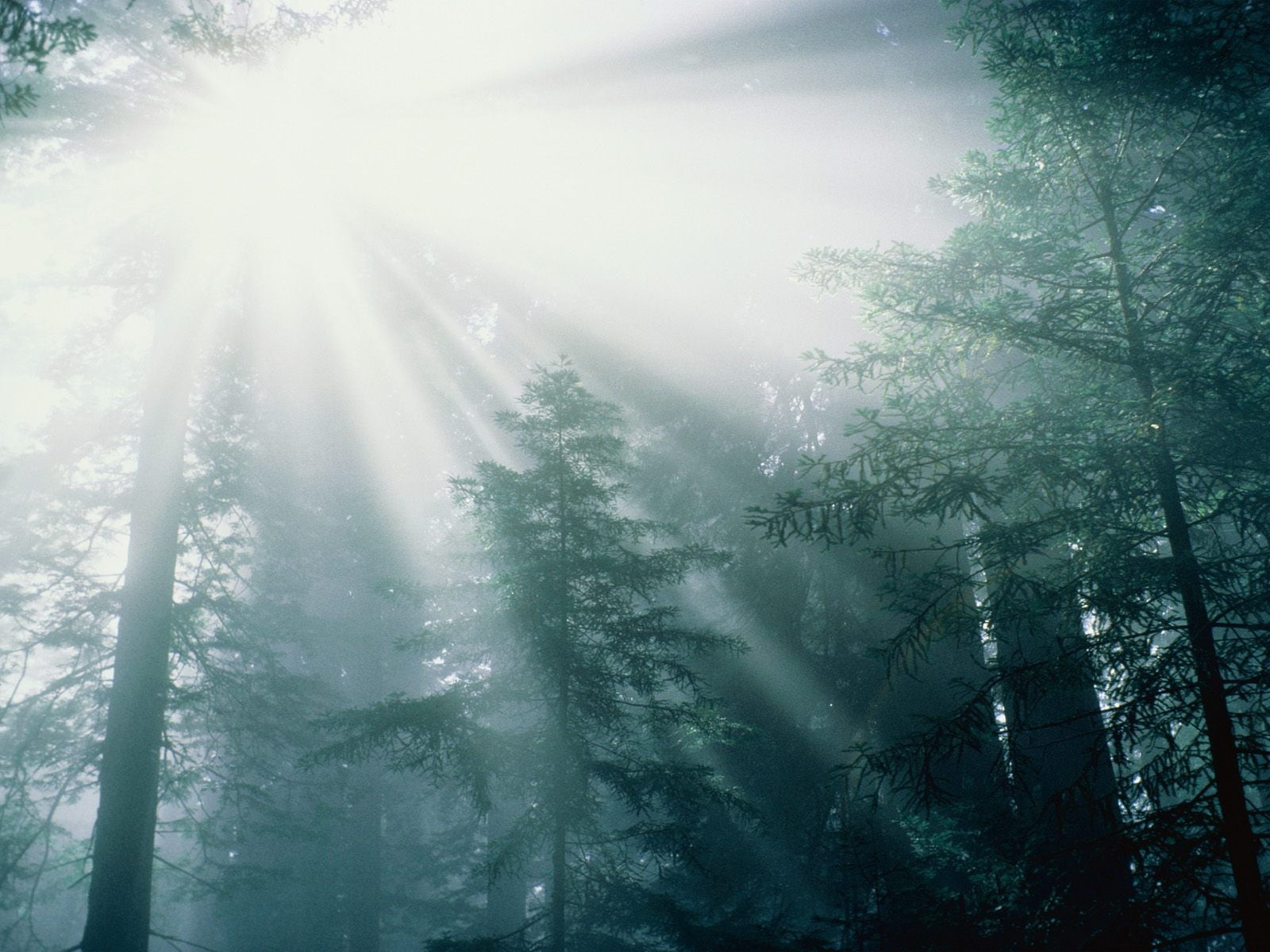 sun rays on green forest