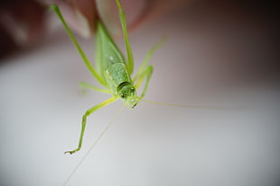 green Katydid in selective focus photography