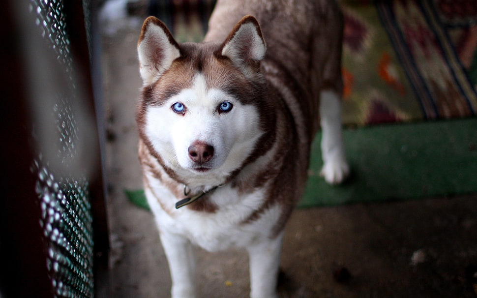 black and white siberian husky HD wallpaper