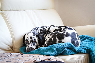 harlequin Dalmatian dog lying on blue towel