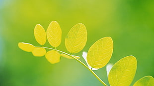 green leaves, macro, leaves, plants HD wallpaper