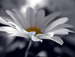 selected color photo of a white flower