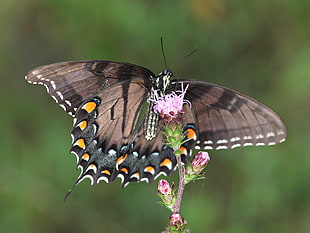 Spicebush butterfly in closeup photo HD wallpaper