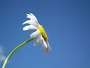 low angle photo of white petaled flower under blue clear sky during daytime