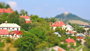 houses and trees during day