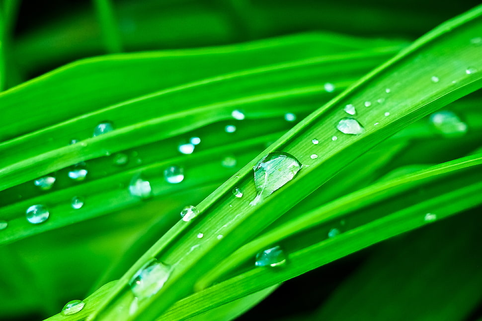 green leaf plant with water drops HD wallpaper