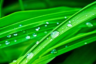 green leaf plant with water drops