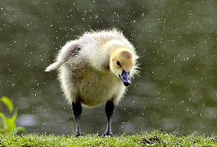 wiggling wet brown duckling