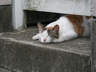 white and brown cat lying down on concrete ground