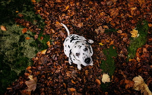 adult dalmatian, animals, nature, dog, Dalmatian HD wallpaper