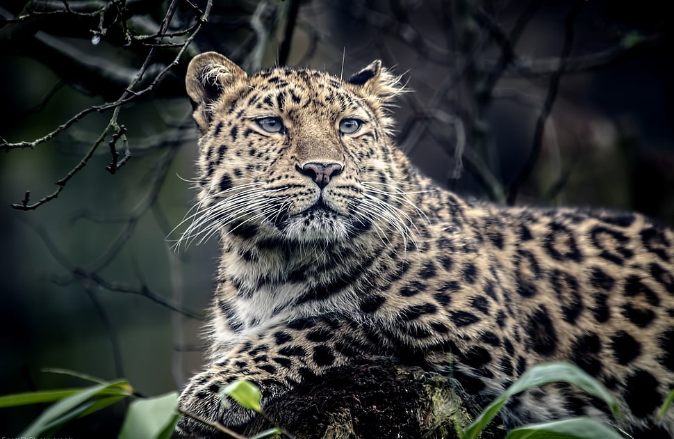 photography leopard HD wallpaper
