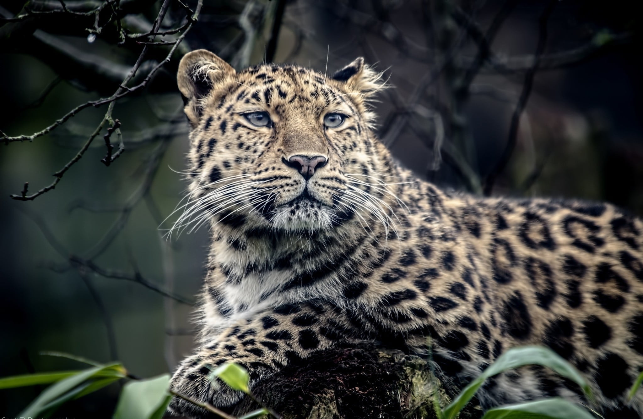 photography leopard